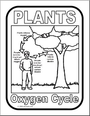 Poster: Plants & the Oxygen Cycle (b/w)