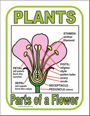 Poster: Parts of a Plant – Flower (color)