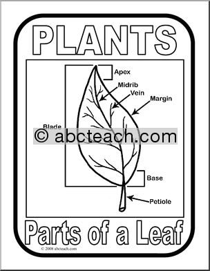 Poster: Parts of a Plant – Leaf (b/w)