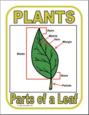 Poster: Parts of a Plant – Leaf (color)