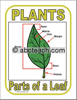 Poster: Parts of a Plant – Leaf (color)
