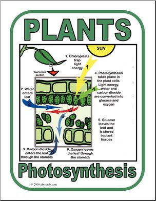 Poster: Photosynthesis in Cells (color)