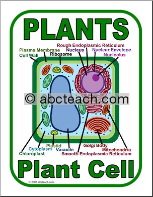 Poster: Plant Cell (color)