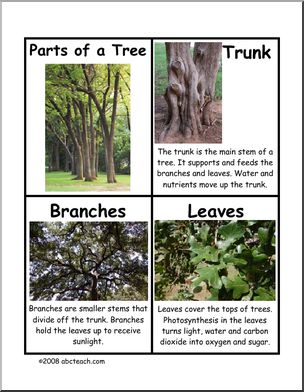 Fact Cards: Parts of a Tree
