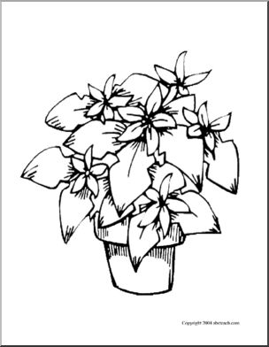 Coloring Page:  Poinsettia