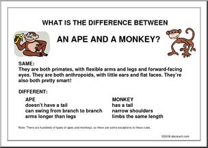 Poster: What’s the difference… between an ape and a monkey?