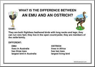 Poster: What’s the difference… between an emu and an ostrich?