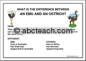 Poster: What’s the difference… between an emu and an ostrich?