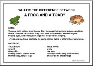 Poster: What’s the difference… between a frog and a toad?