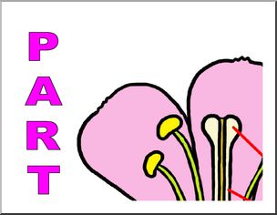 Large Poster: Plant Flower Parts (color)