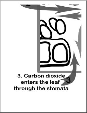 Large Poster: Photosynthesis in a Leaf (b/w)