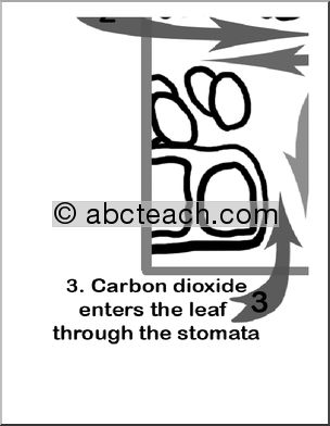 Large Poster: Photosynthesis in a Leaf (b/w)