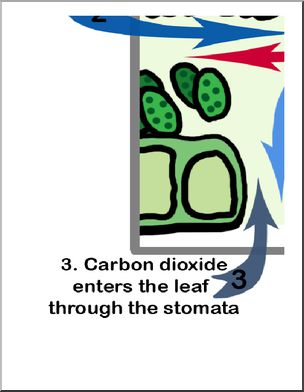 Large Poster: Photosynthesis in a Leaf (color)