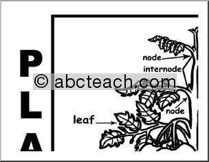 Large Poster: Plant Anatomy (b/w)