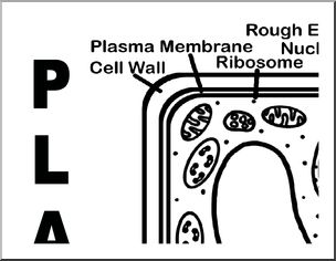 Large Poster: Plant Cell (b/w)