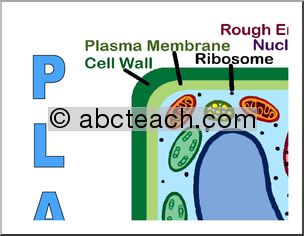 Large Poster: Plant Cell (color)