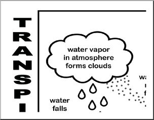 Large Poster: Transpiration/ Water Cycle (b/w)