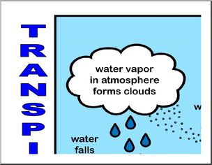 Large Poster: Transpiration/ Water Cycle (color)