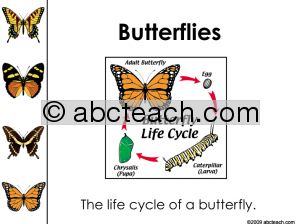 PowerPoint Presentation: Butterfly Life Cycle