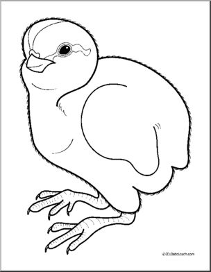 Clip Art: Baby Animals: Quail Cheeper (coloring page)