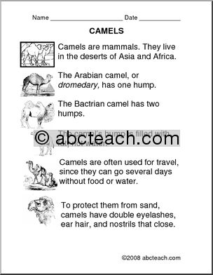 Comprehension: Camels (primary/elem)