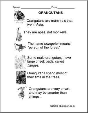 Comprehension: Orangutan (primary/elem)