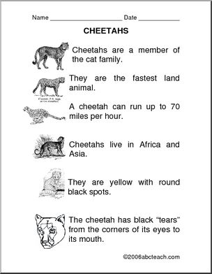 Comprehension: Cheetah (primary)