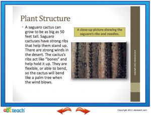 Interactive: Notebook: Reading Comprehension: Saguaro Cactus (upper elem)