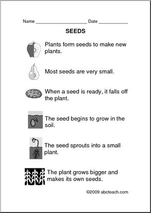 Comprehension: Plants – Seeds (primary)