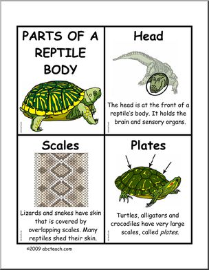 Fact Cards: Body Parts – Reptile
