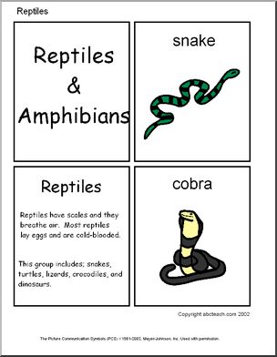 Flashcards: Reptiles and Amphibian