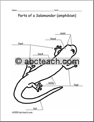 Animal Diagram: Salamander (labeled and unlabeled)
