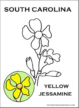 South Carolina:  State Flower – Yellow Jessamine