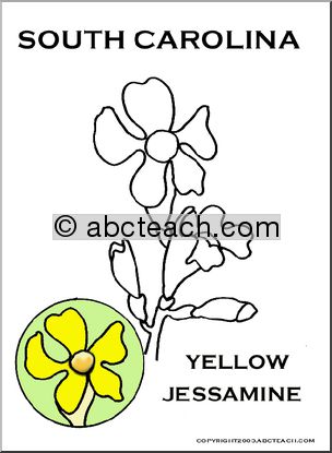 South Carolina:  State Flower – Yellow Jessamine