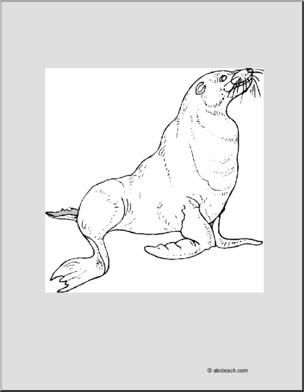 Coloring Page: Sea Lion