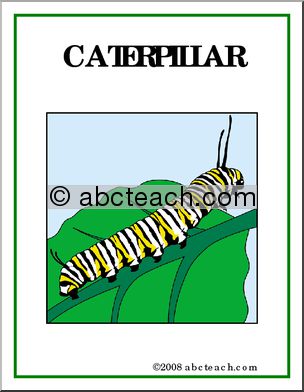 Poster: Insects – Caterpillar