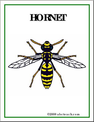 Poster: Insects – Hornet