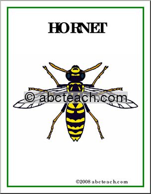 Poster: Insects – Hornet
