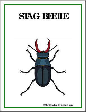 Poster: Insects – Stag Beetle