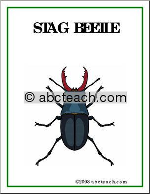 Poster: Insects – Stag Beetle