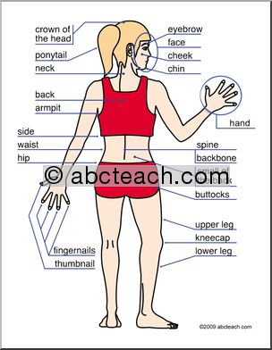 Small Poster: Human Body, back view (ESL)