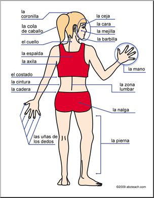 Spanish: Cartel pequeÃ’o con vocabulario de la parte trasera del cuerpo humano