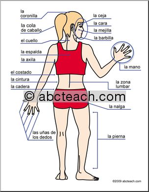 Spanish: Cartel pequeÃ’o con vocabulario de la parte trasera del cuerpo humano