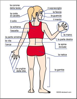 Italian: Piccolo Cartellone–la veduta posteriore del corpo, etichettato