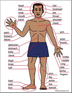 Small Poster: Human Body, front view (ESL)