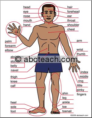 Small Poster: Human Body, front view (ESL)