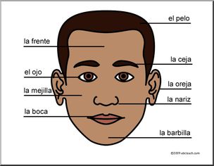 Spanish: Cartel pequeÃ’o con vocabulario de la cabeza humana