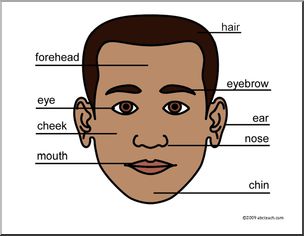 Small Poster: Human Head, labeled (ESL)