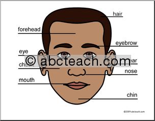 Small Poster: Human Head, labeled (ESL)