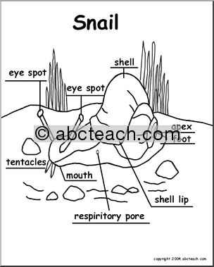 Animal Diagrams:  Snail (labeled parts)
